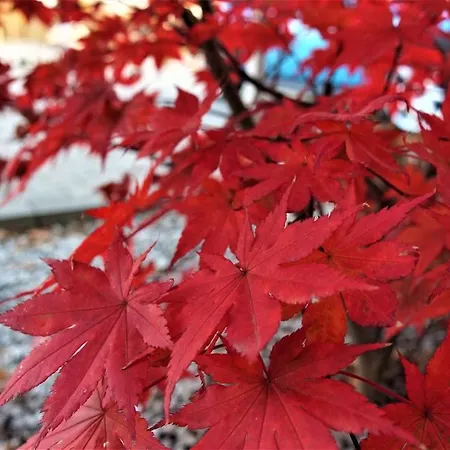 Aparthotel Jordaszka Wodzislaw Slaski