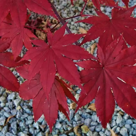 公寓式酒店 Jordaszka